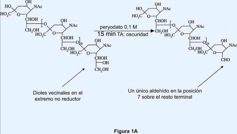 Conjugación N-terminal de ácido polisiálico a proteínas.