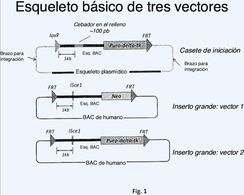 Método de recombinación especifica de sitio, roedores y células de roedores capaces de expresar anticuerpos o cadenas quiméricos.