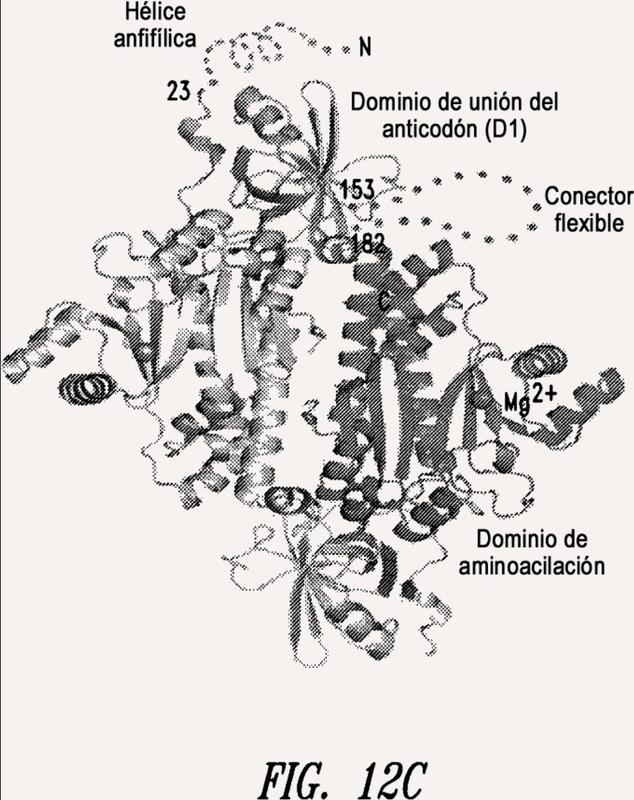 Composiciones y procedimientos que comprenden aspartil-ARNt sintetasas con actividades biológicas no canónicas.