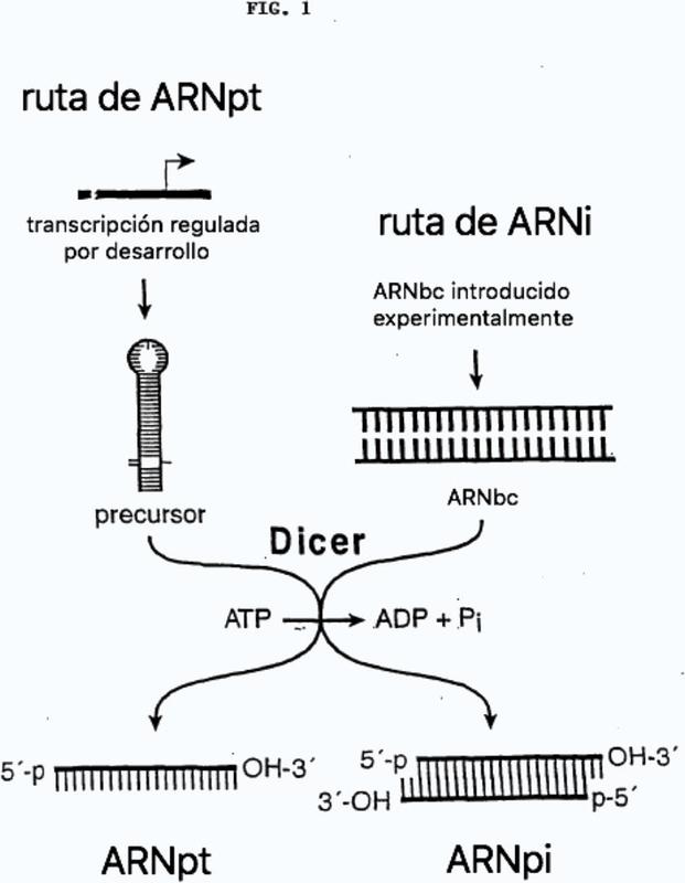 Producción in vivo de ARN pequeños de interferencia que median el silenciamiento génico.