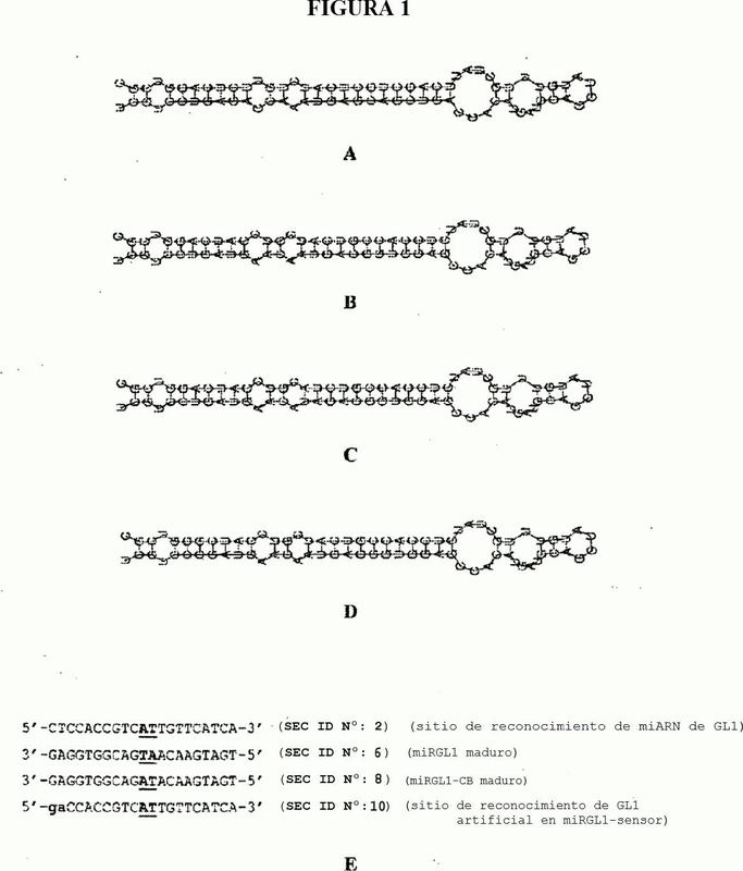 Construcciones de ADN recombinante y procedimientos para modular la expresión de un gen diana.