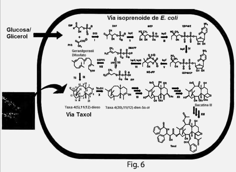 Ingeniería microbiana para la preparación de productos químicos y farmacéuticos a partir de la vía isoprenoide.