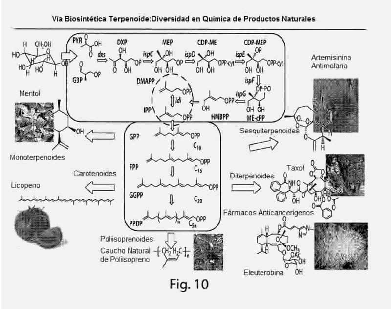 Ingeniería microbiana para la preparación de productos químicos y farmacéuticos a partir de la vía isoprenoide.