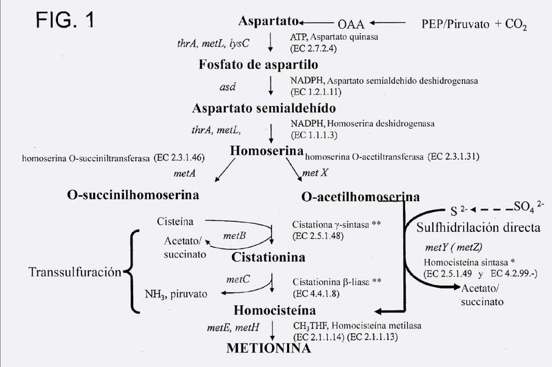 Composiciones y métodos de producir metionina.