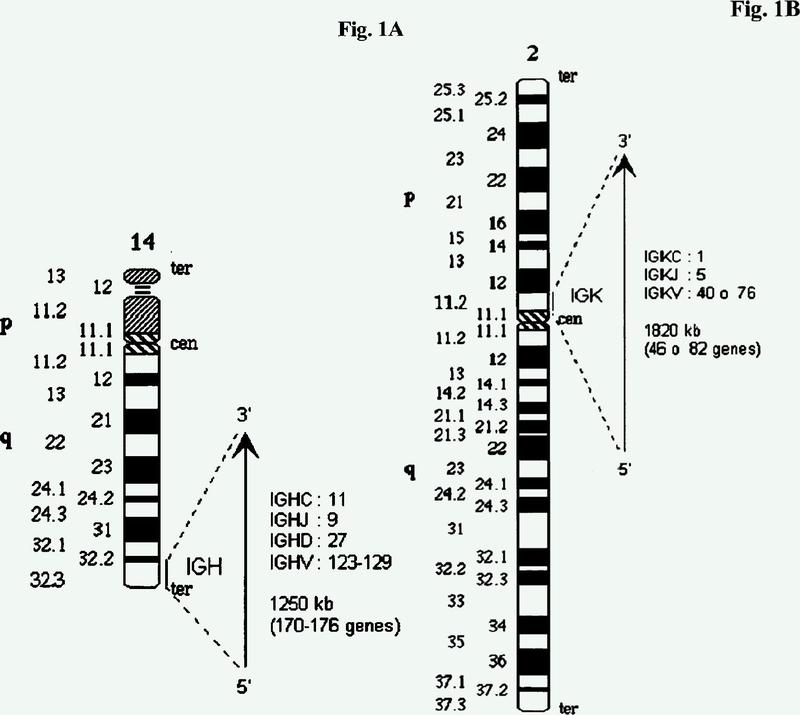 Método de obtención de ácido nucleico que codifica inmunoglobulina.