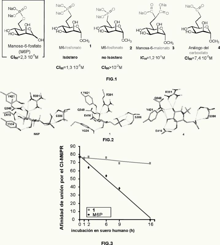 Compuestos dirigidos al receptor del manosa 6-fosfato independiente de cationes.