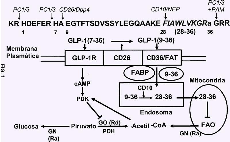 Fragmentos C-terminales de péptido glucagonoide 1 (GLP-1).