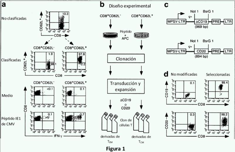 Transferencia adoptiva de clones de células T CD8+ derivadas de células de memoria central.