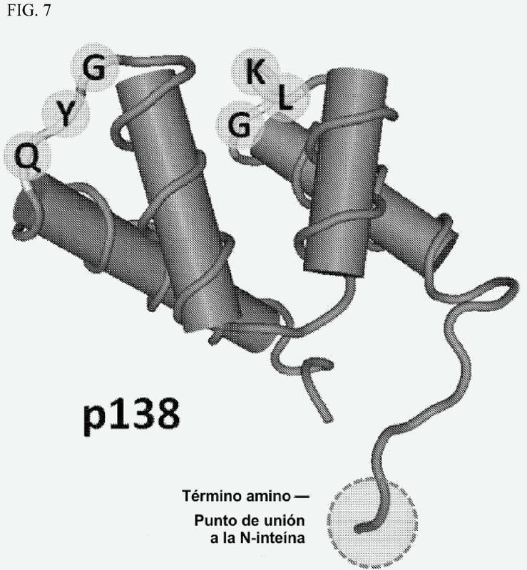 Proteínas de fusión de inteína, solubles y métodos para la purificación de las biomoléculas.