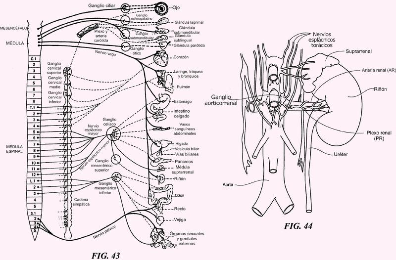 Ilustración 2 de la Galería de ilustraciones de Aparatos de catéter que tienen estructuras de malla expansibles para neuromodulación renal