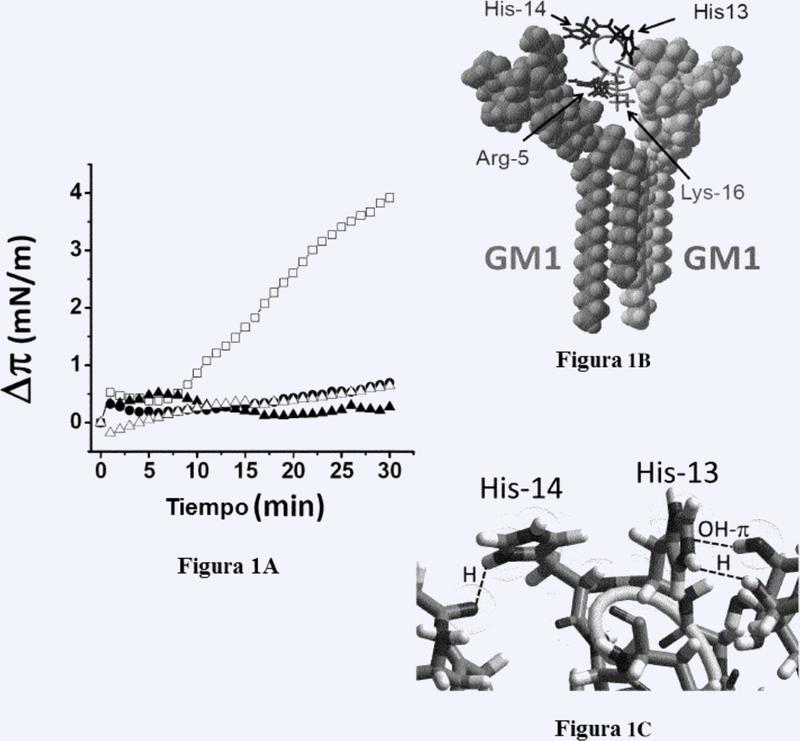 Un péptido quimérico que interactúa con los gangliósidos de la membrana celular.