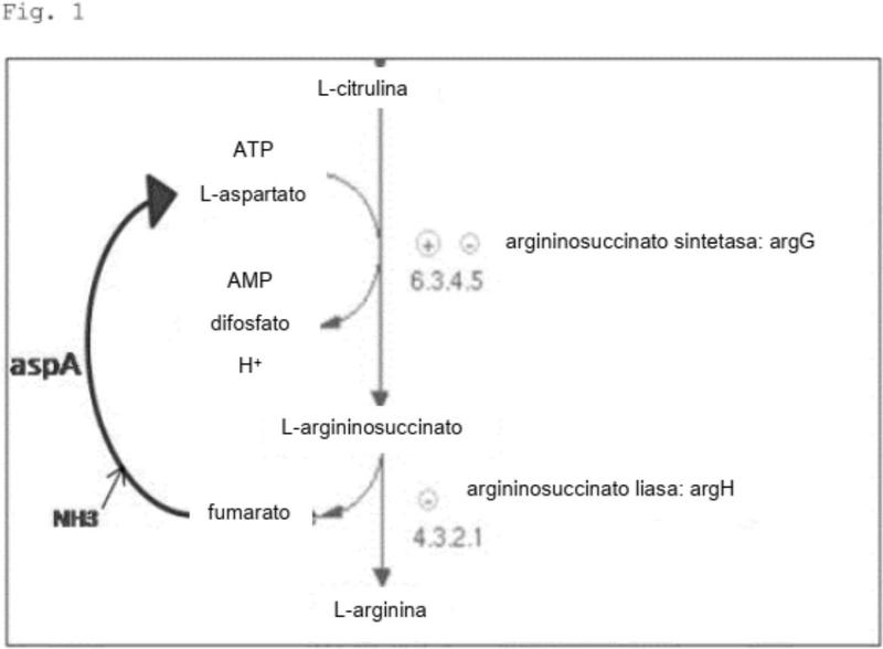 Microorganismo de Corynebacterium sp. que tiene una productividad mejorada de L-arginina y procedimiento de producción de L-arginina mediante el uso del mismo.