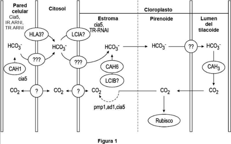 Sistemas de fijación de carbono mejorados en plantas y algas.