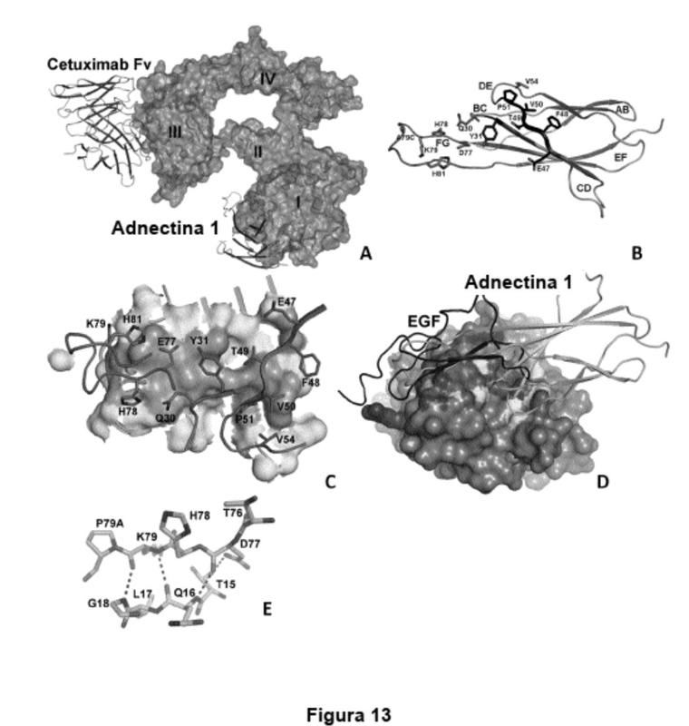 Proteínas de dominio de fibronectina tipo III con solubilidad mejorada.