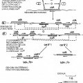 Ilustración 10 de MOLÉCULA DE ADN CIRCULAR CON ORIGEN DE REPLICACIÓN CONDICIONAL, SU PROCEDIMEINTO DE PREPARACIÓN Y SU UTILIZACIÓN EN TERAPIA GÉNICA