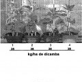Ilustración 9 de ENZIMA DICAMBA MONOOXIGENASA MODIFICADA Y PROCEDIMIENTO DE USO