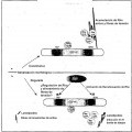 Ilustración 8 de GEF-H1B: BIOMARCADORES, COMPLEJOS, ENSAYOS Y USOS TERAPÉUTICOS DE LOS MISMOS