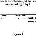 Ilustración 6 de OLIGONUCLEÓTIDOS PARA LA DETECCIÓN DE SALMONELLA.