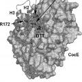 Ilustración 8 de Termoestabilización de proteínas
