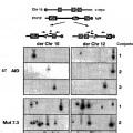 Ilustración 6 de Mutantes de la citidina desaminasa inducida por activación (AID) y procedimientos de uso