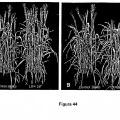 Ilustración 9 de Manipulación de la senescencia vegetal mediante promotores modificados