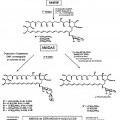 Ilustración 5 de Derivados de nistatina y su uso como agentes antifúngicos