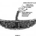 Ilustración 4 de Placenta post-parto de mamíferos, su uso y células troncales placentarias de la misma.