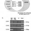 Ilustración 8 de SDF-1 para su uso en el tratamiento de trastornos vasculares periféricos isquémicos
