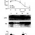 Ilustración 5 de Propiedades antitumorales de inhibidores de proteasa modificados con NO.