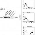 Ilustración 3 de Método de producción de proteína TRAIL antitumoral