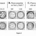 Ilustración 2 de Desarrollo de mutaciones útiles para atenuar virus del dengue y virus del dengue quiméricos.