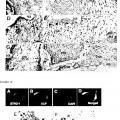 Ilustración 5 de Células madre multipotentes postnatales de ligamento periodontal humano y sus usos.