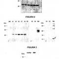 Ilustración 1 de Variantes múltiples de proteína NMB 1870 de meningococo