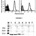 Ilustración 2 de Variantes múltiples de proteína NMB 1870 de meningococo.