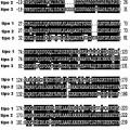 Ilustración 4 de Variantes múltiples de proteína NMB 1870 de meningococo
