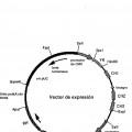 Ilustración 1 de Anticuerpo anti-DLK-1 humana que muestra la actividad antitumoral in vivo.