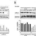 Ilustración 7 de Anticuerpo anti-DLK-1 humana que muestra la actividad antitumoral in vivo