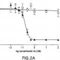 Ilustración 2 de Anticuerpos contra el factor de crecimiento nervioso (NGF) con estabilidad in vivo mejorada.