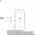 Ilustración 3 de Procedimiento para la purificación de DNAK