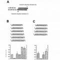 Ilustración 6 de Interferencia de RNA mediadora de moléculas pequeñas de RNA