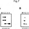 Ilustración 6 de Método de identificación de inhibidores de paraqueratosis epidérmica