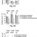 Ilustración 6 de Células madre mesenquimales positivas para ABCB5 como moduladoras de inmunidad