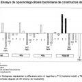 Ilustración 7 de Composiciones inmunógenas para Streptococcus pyogenes