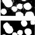 Ilustración 2 de Sistema para la selección específica de células y del estado de desarrollo de células madre embrionarias diferenciantes no humanas, células germinales embrionarias no humanas y células madre adultas