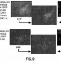 Ilustración 9 de Células madre mesenquimales CD34 negativas modificadas genéticamente para el tratamiento de tumores