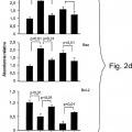 Ilustración 2 de La actividad neuroprotectora de la proteína C activada es independiente de su actividad anticoagulante