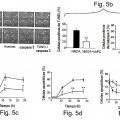 Ilustración 5 de La actividad neuroprotectora de la proteína C activada es independiente de su actividad anticoagulante