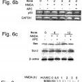 Ilustración 6 de La actividad neuroprotectora de la proteína C activada es independiente de su actividad anticoagulante