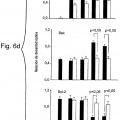 Ilustración 7 de La actividad neuroprotectora de la proteína C activada es independiente de su actividad anticoagulante