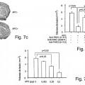 Ilustración 9 de La actividad neuroprotectora de la proteína C activada es independiente de su actividad anticoagulante